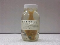 斐氏金線魚藏品圖，第1張